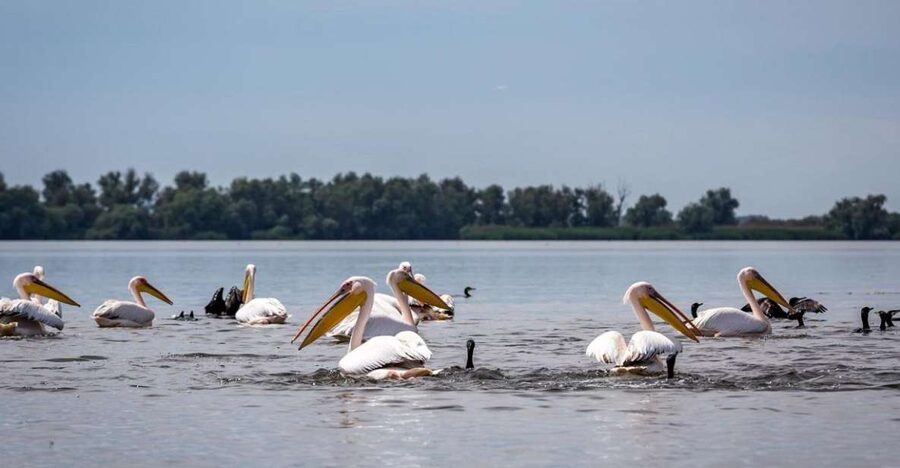 Danube Delta - 2-Day Tour from Bucharest - Guides who add more than directions