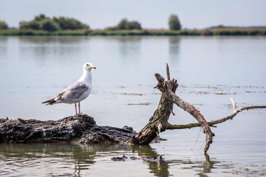 Danube Delta - 2-Day Tour from Bucharest - Accommodation and meals: what the price really covers
