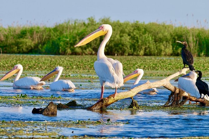 Danube Delta and Black See - 2 Days Private Tour from Bucharest - Four hours at Mamaia Beach