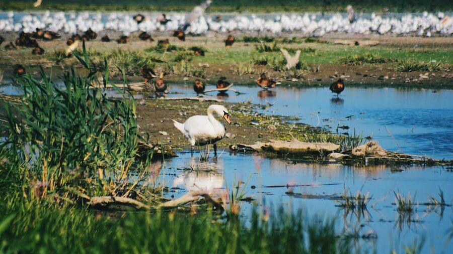Danube Delta: Boat Tour Through the Water Lily Reserve - Key points at a glance