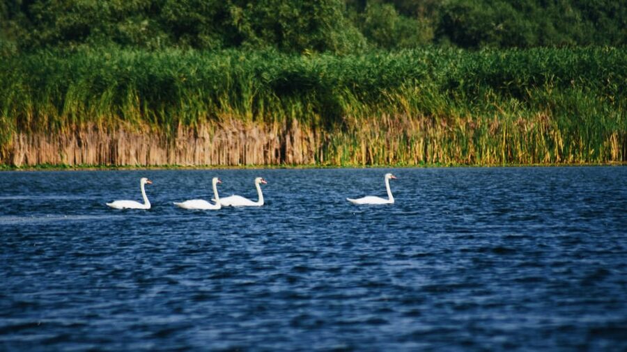 Danube Delta: Boat Tour Through the Water Lily Reserve - Starting in Murighiol and leaving the roads behind