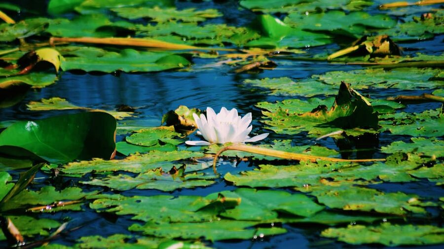 Danube Delta: Boat Tour Through the Water Lily Reserve - Cruising among white and yellow water lilies