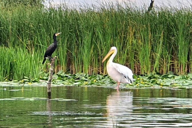 Danube Delta - Private Tour with Boat Trip & Traditional Lunch - Four hours among channels, lakes, and marshes