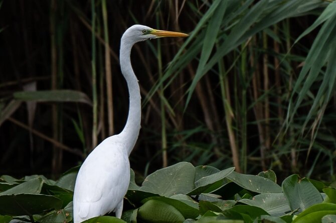 Danube Delta - Private Tour with Boat Trip & Traditional Lunch - A traditional fish lunch, with a few caveats