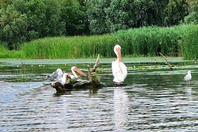 Danube Delta - Private Tour with Boat Trip & Traditional Lunch - What the private format really adds
