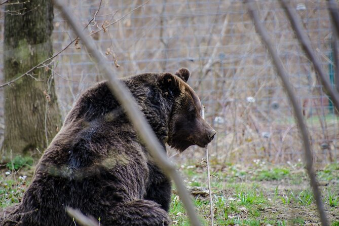 Day Trip Bear Sanctuary, Bran Castle, Rasnov Fortress from Brasov - What you get for $71