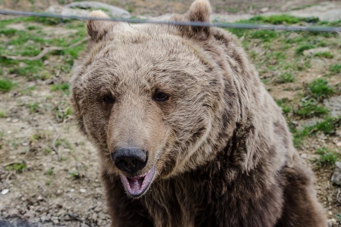 Day Trip Bear Sanctuary, Bran Castle, Rasnov Fortress from Brasov - Guide Alin and the value of live commentary