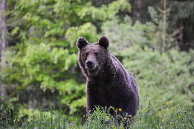 Day Trip & Bear Watching in the Land of Volcanoes - Key points to know before you book