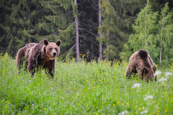 Day Trip & Bear Watching in the Land of Volcanoes - Why this Brasov day trip works so well