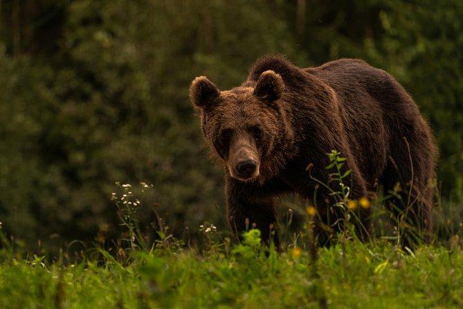 Day Trip & Bear Watching in the Land of Volcanoes - Mohos Peat Bog and unusual plants