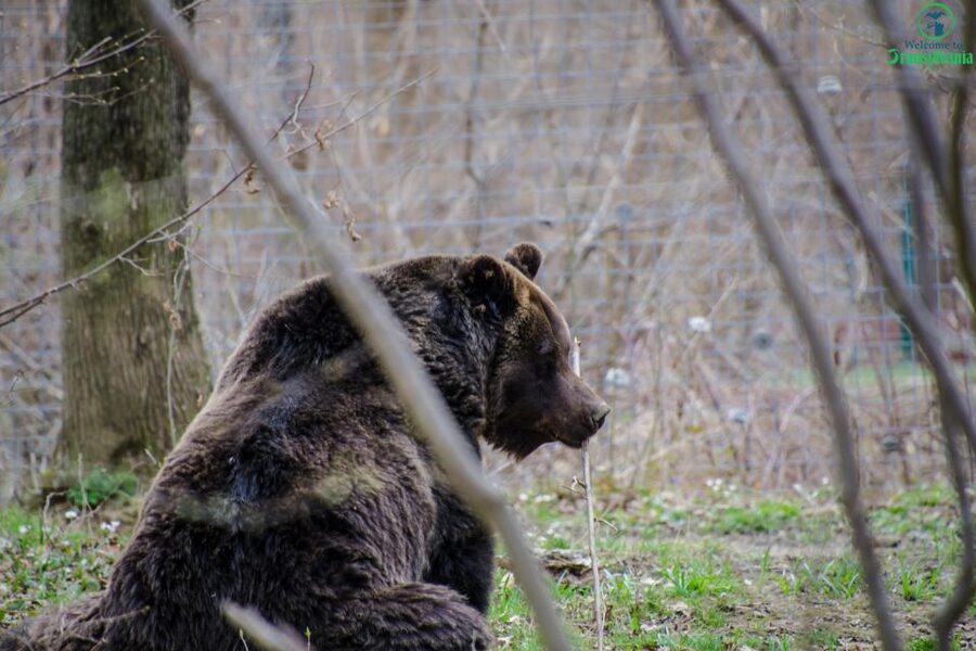 Day trip Bran Castle, Rasnov Fortress and Bear Sanctuary - Rasnov Fortress above the valley