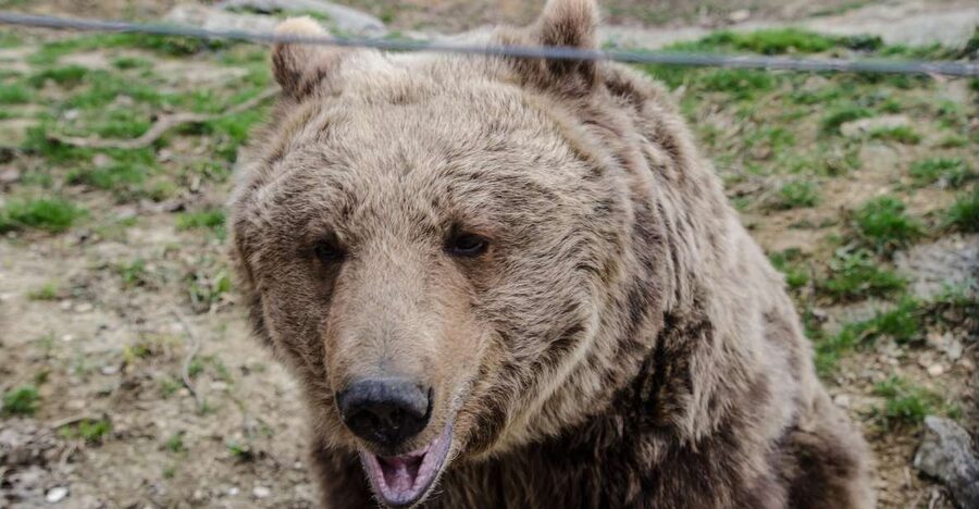 Day trip Bran Castle, Rasnov Fortress and Bear Sanctuary - Starting with rescued bears at LiBEARty Sanctuary