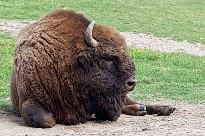 Day trip from Brasov: Bison reserve & traditional lunch - Key points to know before you book