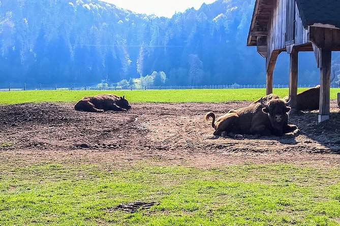 Day trip from Brasov: Bison reserve & traditional lunch - Why the bison reserve makes a good day trip from Brasov