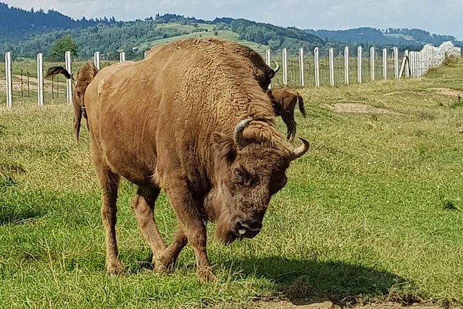 Day trip from Brasov: Bison reserve & traditional lunch - The drive from Brasov to Vama Buzaului