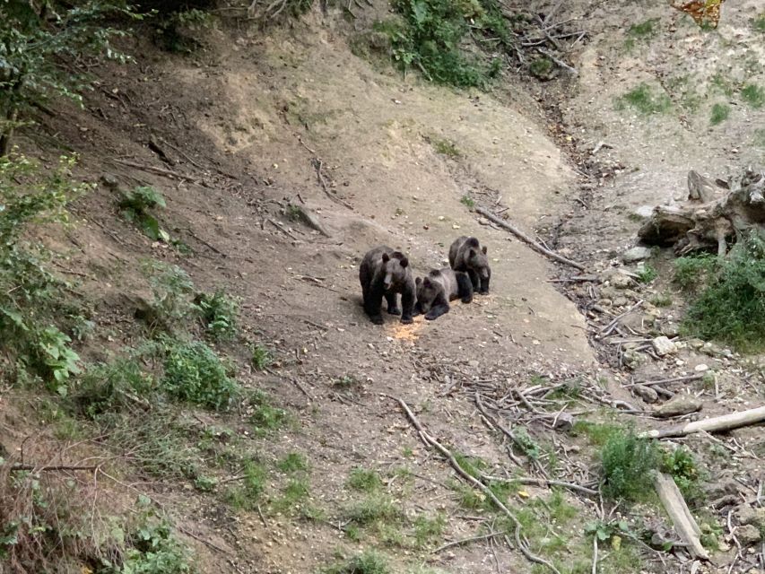 From Brasov: Bear Watching in the Wild - Key points to know before booking