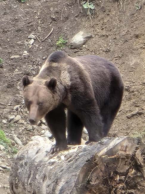 From Brasov: Bear Watching in the Wild - Who will get the most from this experience