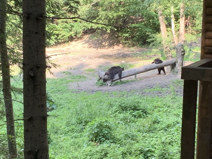 From Brasov: Bear Watching in the Wild - Why this bear outing feels different from a zoo visit