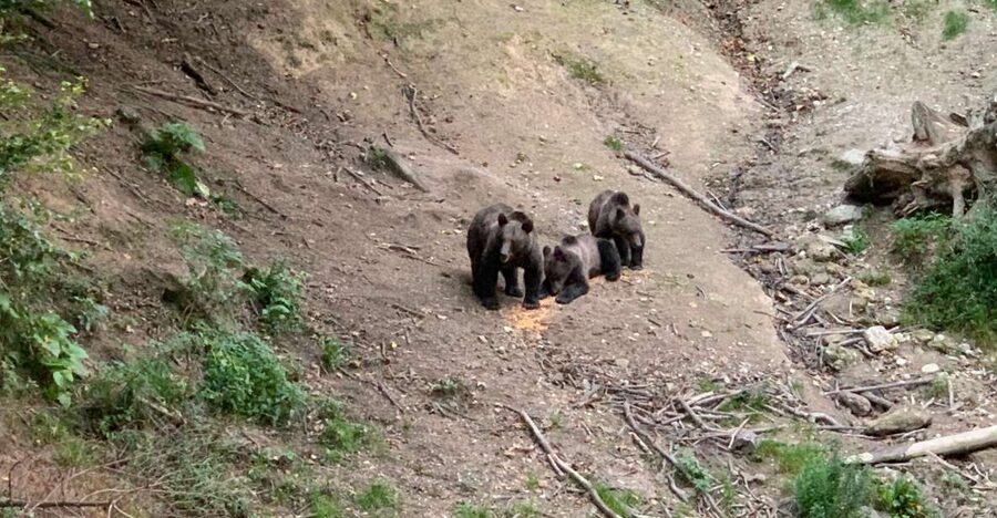 From Brasov: Bear Watching in the Wild - Meeting the ranger and learning the forest rules