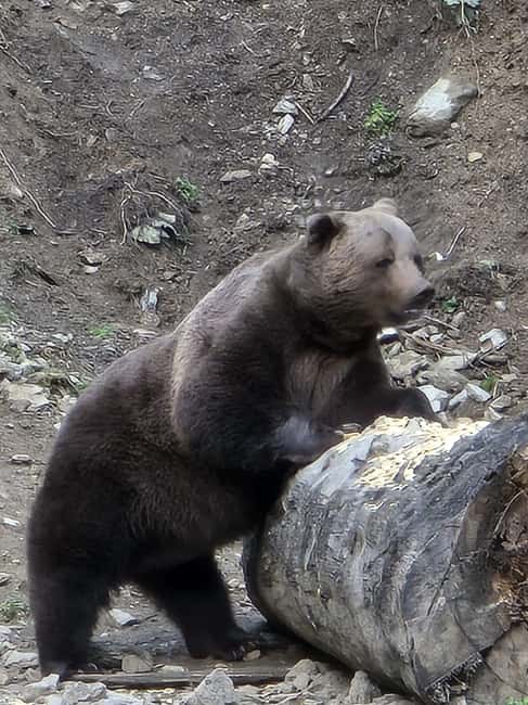 From Brasov: Bear Watching in the Wild - The 20-minute approach to the bear observatory