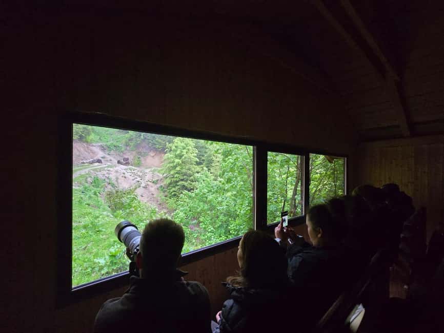 From Brasov: Bear Watching in the Wild - Two hours watching bears through the hide