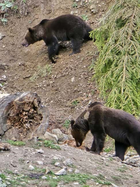 From Brasov: Bear Watching in the Wild - Bears are the headline, but keep scanning