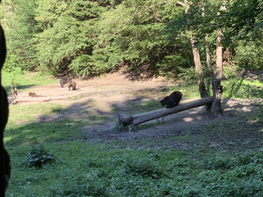 From Brasov: Bear Watching in the Wild - How the $117 price works out
