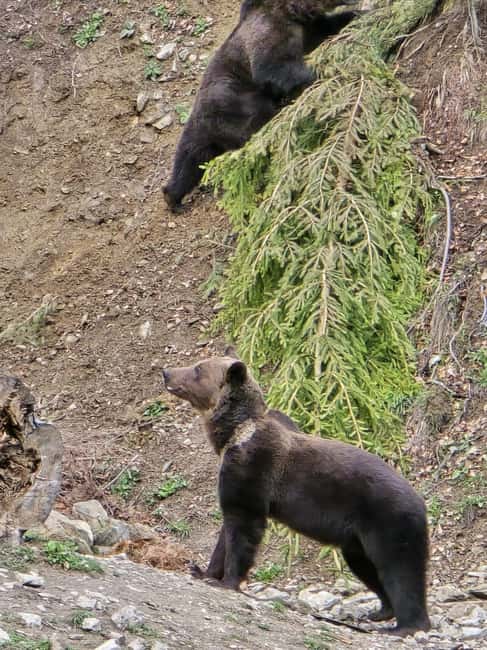 From Brasov: Bear Watching in the Wild - Timing, weather, and physical effort