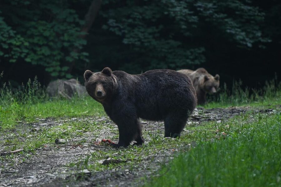 From Brasov: Brown Bear Watching in the Carpathian Mountains - Key points to know before booking