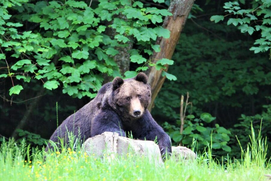 From Brasov: Brown Bear Watching in the Carpathian Mountains - Is $79 a fair price?