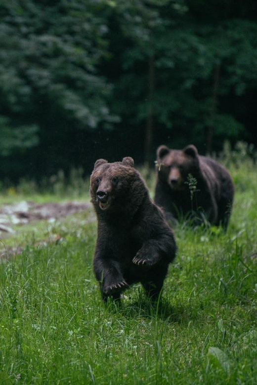From Brasov: Brown Bear Watching in the Carpathian Mountains - The 40-minute ride into the Carpathians