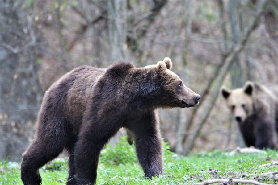 From Brasov: Brown Bear Watching in the Carpathian Mountains - Walking to the bear hide