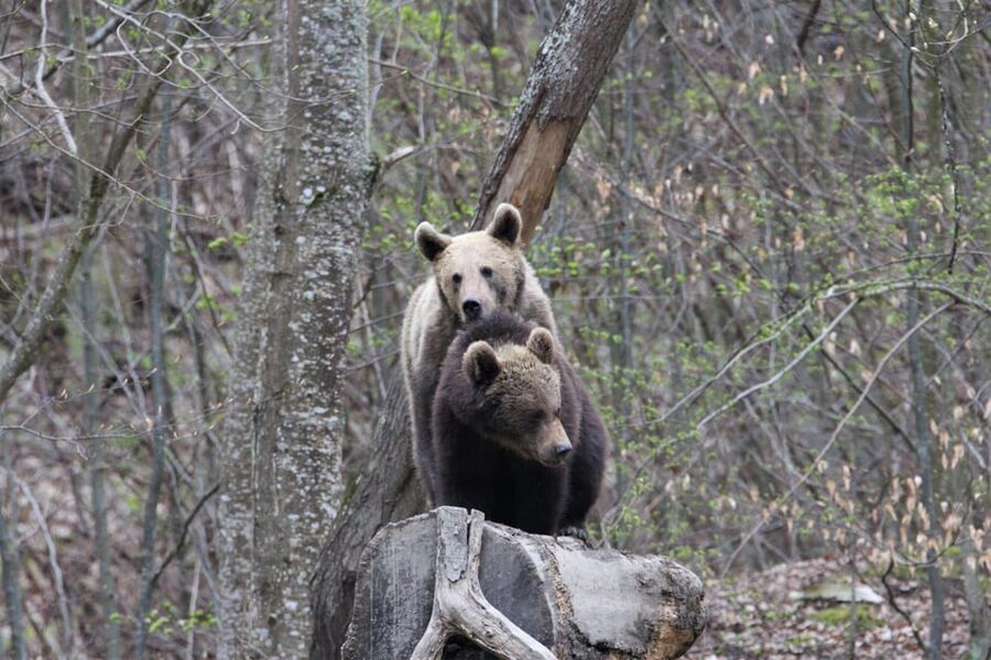 From Brasov: Brown Bear Watching in the Carpathian Mountains - What you do inside the viewing shelter
