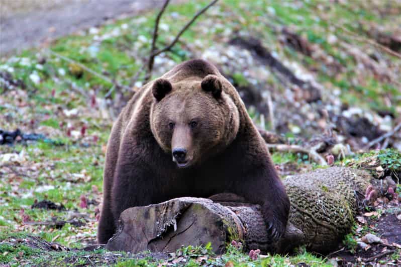 From Brasov: Brown Bear Watching in the Carpathian Mountains - Bear sightings and the role of patience