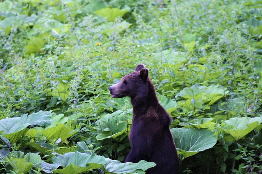 From Brasov: Brown Bear Watching in the Carpathian Mountains - Feeding, conservation, and an honest ethical question