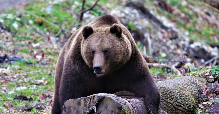 From Brasov: Brown Bear Watching in the Carpathian Mountains - The guides make a real difference