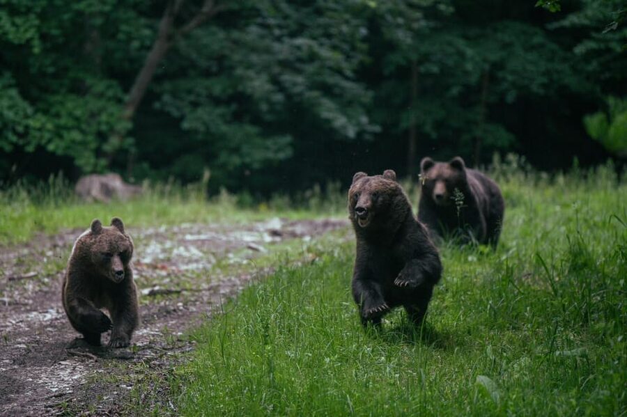 From Brasov: Brown Bear Watching in the Carpathian Mountains - Meeting at Bulevardul Eroilor 35