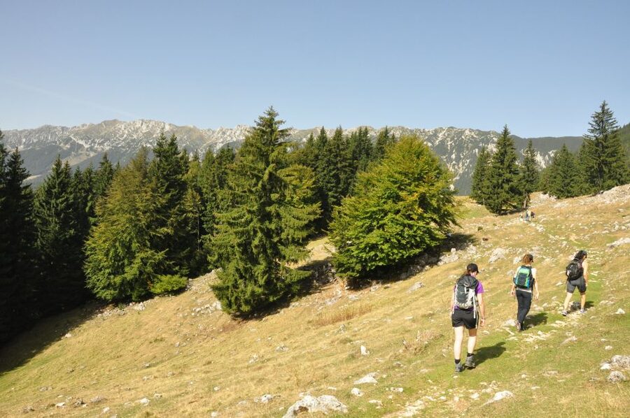 From Brasov: Piatra Craiului National Park Private Day Tour - What the six-hour hike feels like