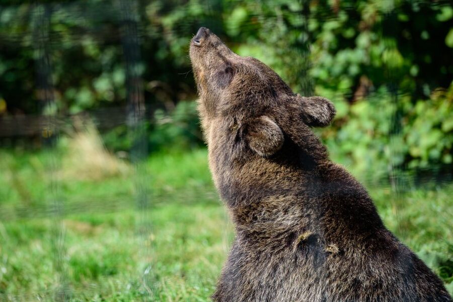 From Bucharest: Bear Sanctuary and Dracula Castle Day Tour - Why the bear sanctuary gives this trip a real purpose