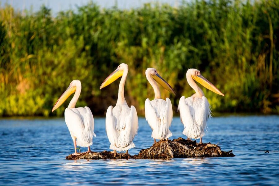 From Bucharest: Day Trip to Danube Delta - Why the Danube Delta is worth the long ride