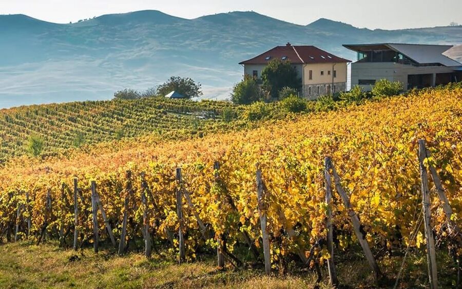 From Bucharest: Exclusive Dealu Mare Wine Tasting Tour - Lacerta Winery: modern design with an old purpose
