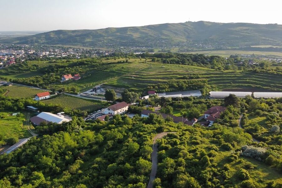 From Bucharest: Exclusive Dealu Mare Wine Tasting Tour - Leaving Bucharest for the Old Wine Road