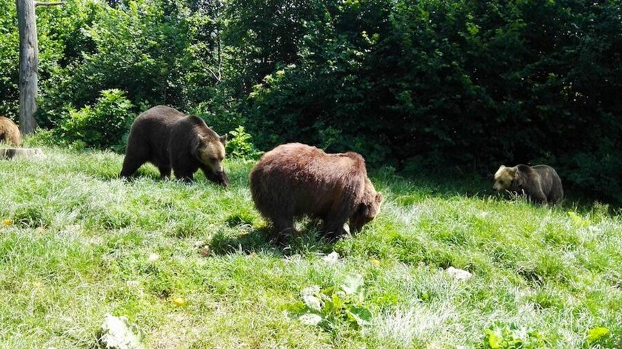 From Bucharest: Libearty Bear Sanctuary and Dracula's Castle - Libearty Bear Sanctuary: a better way to see captive bears
