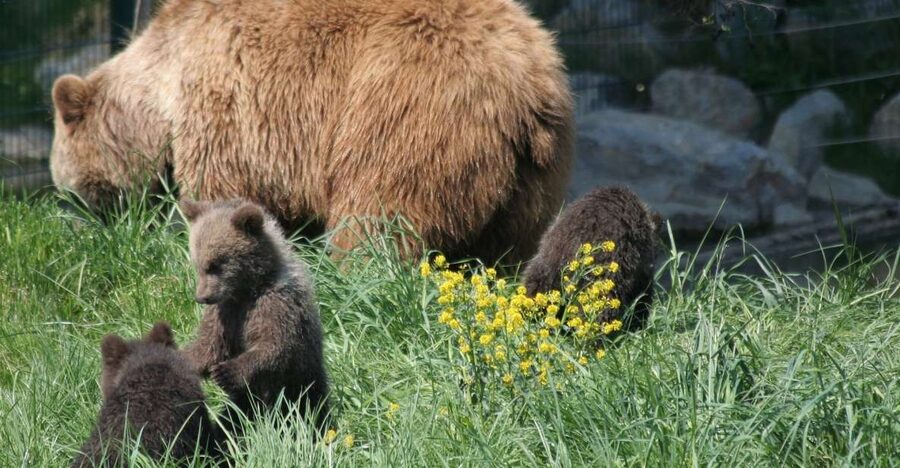 From Bucharest: Libearty Bear Sanctuary and Dracula's Castle - What the guide adds to a long day