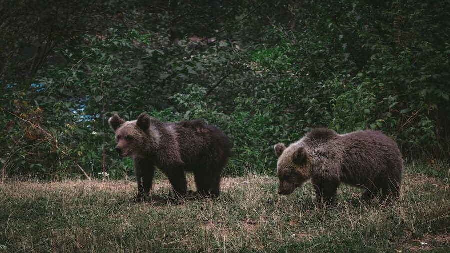 From Bucharest: Libearty Bear Sanctuary and Dracula's Castle - FAQ