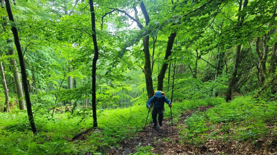 From Cluj-Napoca: Apuseni Mountains Hiking Guided Day Tour - Why the botanical reserve is the real highlight