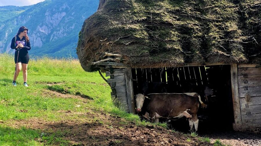 From Cluj-Napoca: Apuseni Mountains Hiking Guided Day Tour - The climb through beech forest