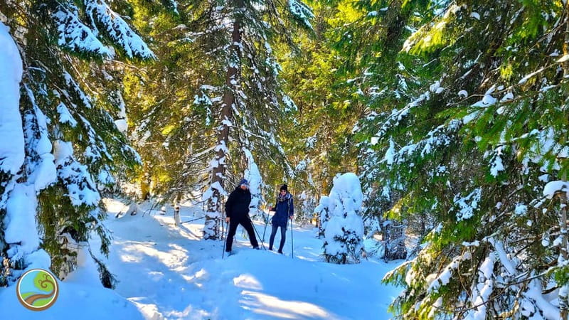 From Cluj: Winter Walking Trip on the Great Mountain - Key points for your winter day