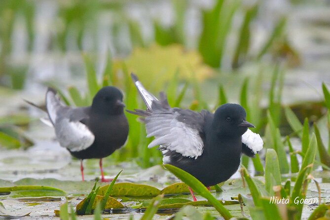 Guided Birdwatching day trip to the Danube Delta - private program - Why a private boat suits the Danube Delta