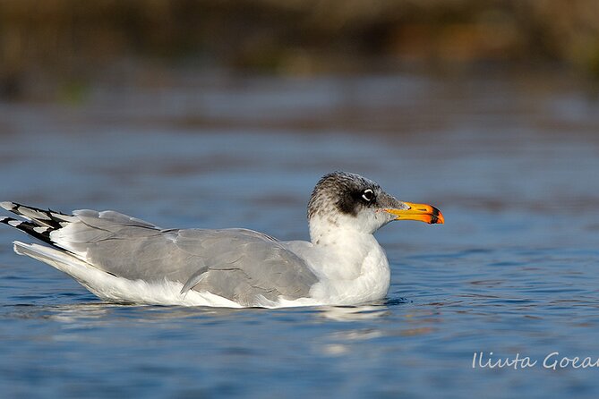 Guided Birdwatching day trip to the Danube Delta - private program - Village lunch and optional forest trips